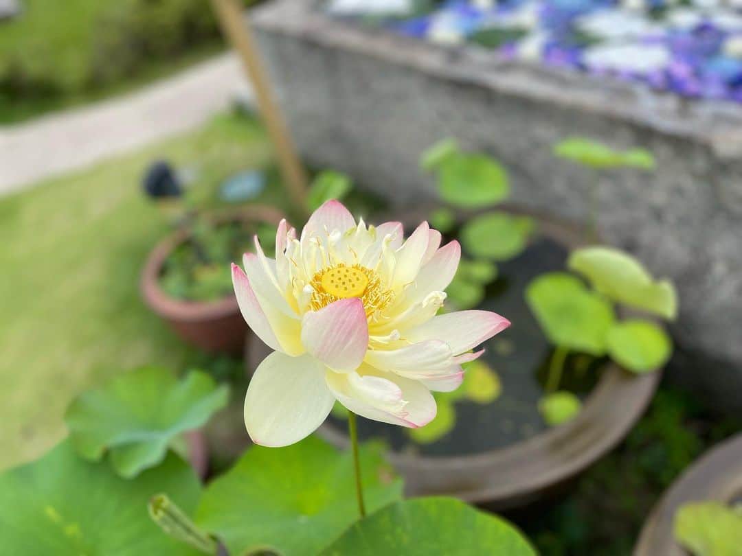 小橋めぐみのインスタグラム：「一輪だけ咲いていた蓮の花🪷  別格の美しさ。  #flower #蓮の花」