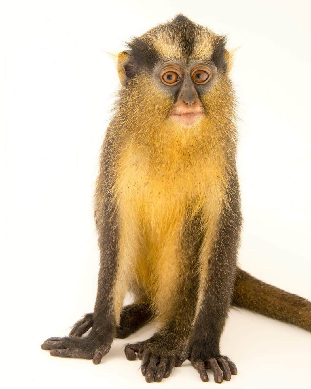 Joel Sartoreさんのインスタグラム写真 - (Joel SartoreInstagram)「Meet Amber, a crested mona monkey I photographed while visiting Park Assango in Gabon. Around her face, you’ll notice her yellow fur is yellow marked with wide black stripes which runs from beside her eyes over to her temples and across the center of her forehead. This pattern forms a distinctive small crest; the defining feature that gives Amber’s species its common name.   #crestedmonamonkey #mona #monkey #crest #primate #animal #wildlife #photography #animalphotography #wildlifephotography #studioportrait #PhotoArk @insidenatgeo」6月14日 22時27分 - joelsartore