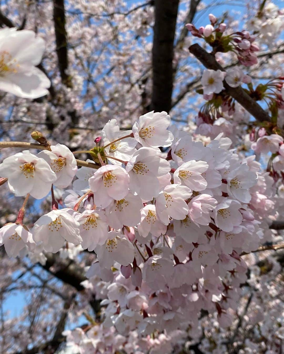 江上太悟郎さんのインスタグラム写真 - (江上太悟郎Instagram)「自転車で #桜 を巡る旅🚴🌸 (4月の写真です笑)  札幌近郊もいいけど #自転車キャラバン をまたやりたいな…と思う今日この頃😭 エネルギー溢れる各地の皆さんと出会えるあの旅が好きです😭  今年もやりたいなぁ… 時間見つけてプライベートで会いに行こうかな！  #みんテレ #道の駅完全制覇プロジェクト  #新ご当地グルメ発掘プロジェクト  #北海道の魅力  #北海道の魅力を伝えたい」6月14日 22時48分 - uhb_marugao_d