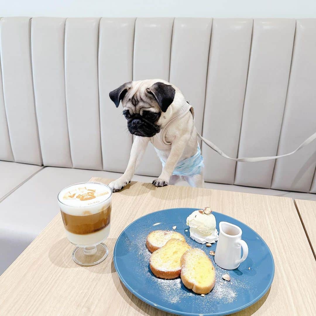 近藤沙瑛子のインスタグラム：「🐶」