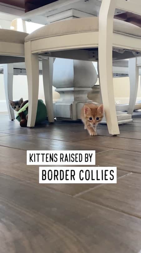 Jazzy Cooper Fostersのインスタグラム：「Kittens raised by Border Collies  Adopt Border Kitties https://www.facebook.com/borderkittyrescue/ Questions? borderkittyrescue@yahoo.com」