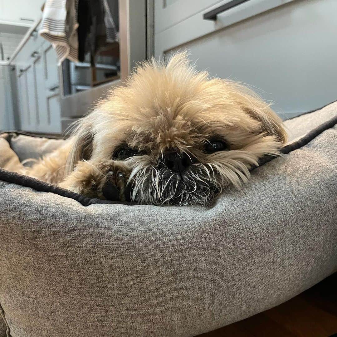 Dougie the Shih Tzuのインスタグラム：「Otter pop.」