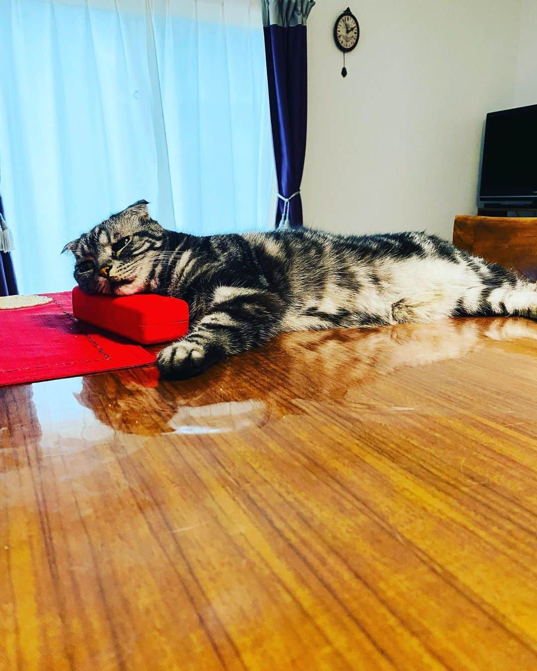 弘田佳孝さんのインスタグラム写真 - (弘田佳孝Instagram)「#暑いね  #猫 #ねこ #ねこすたぐらむ #cat」6月14日 23時55分 - yoshitakahirota