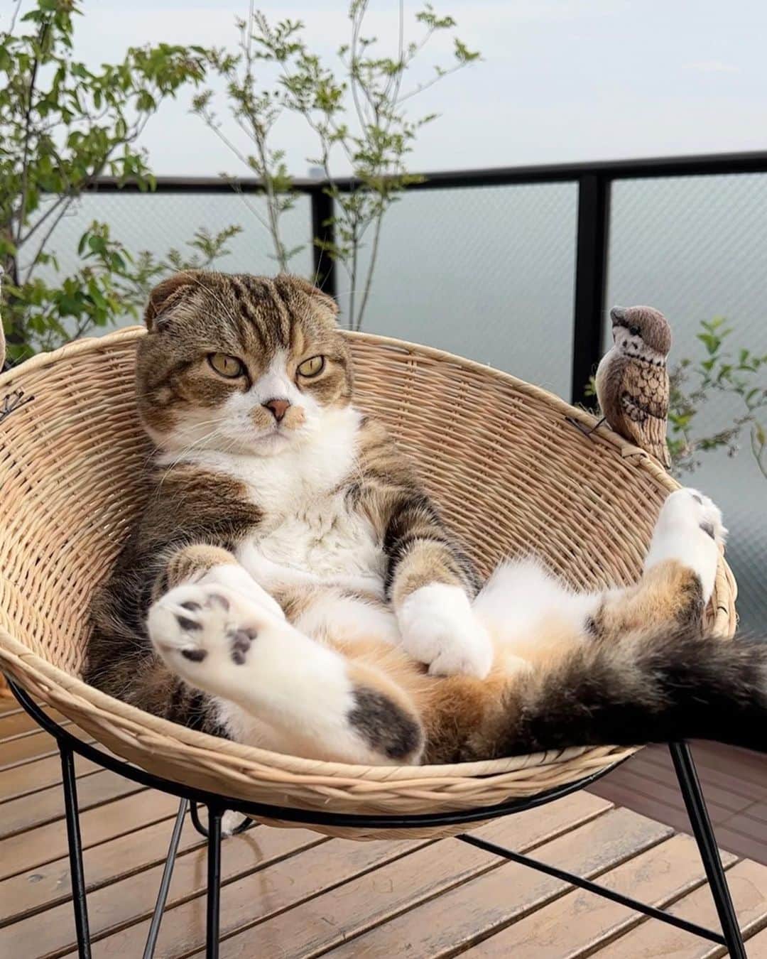 のインスタグラム：「When all your friends go out and don't invite you   @yayoi89   #meowed #cutecat #cat #yayoi89 #fluffycat #scottishfold #chill」