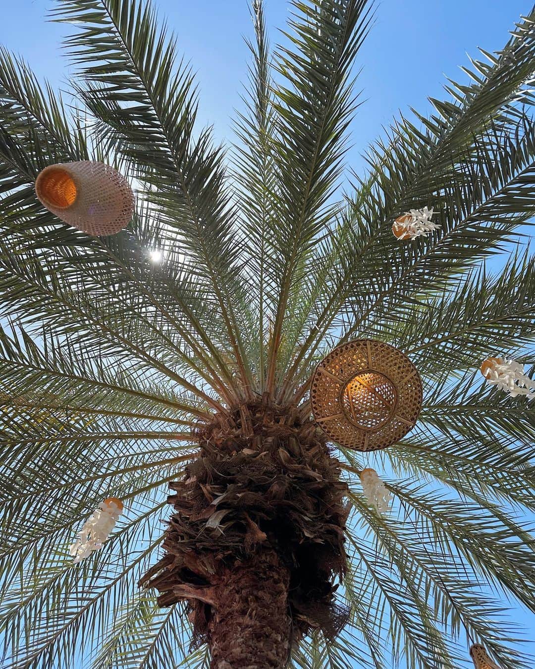 YUKIさんのインスタグラム写真 - (YUKIInstagram)「palm tree.」6月15日 0時54分 - 001y_k_