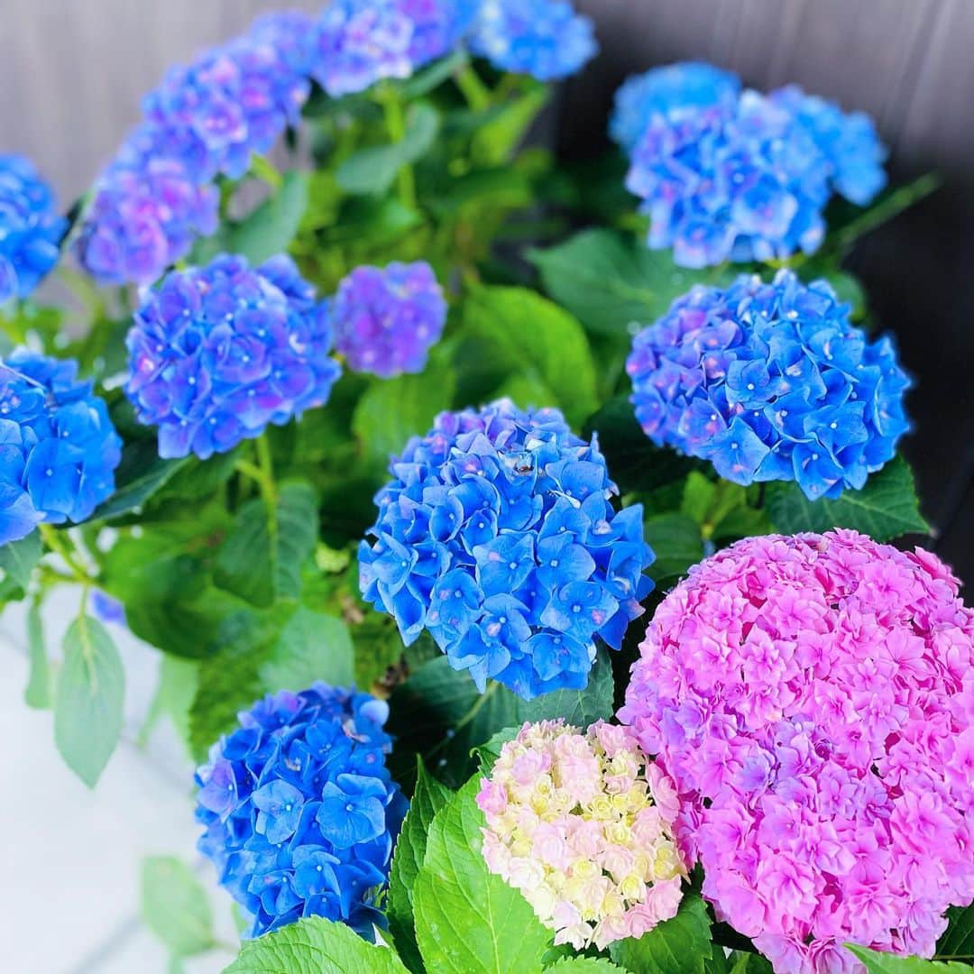 祥吉さんのインスタグラム写真 - (祥吉Instagram)「紫陽花 玄関先で皆さまをお迎えする紫陽花が鮮やかに色付きました  #紫陽花」6月15日 1時00分 - akoshokichi