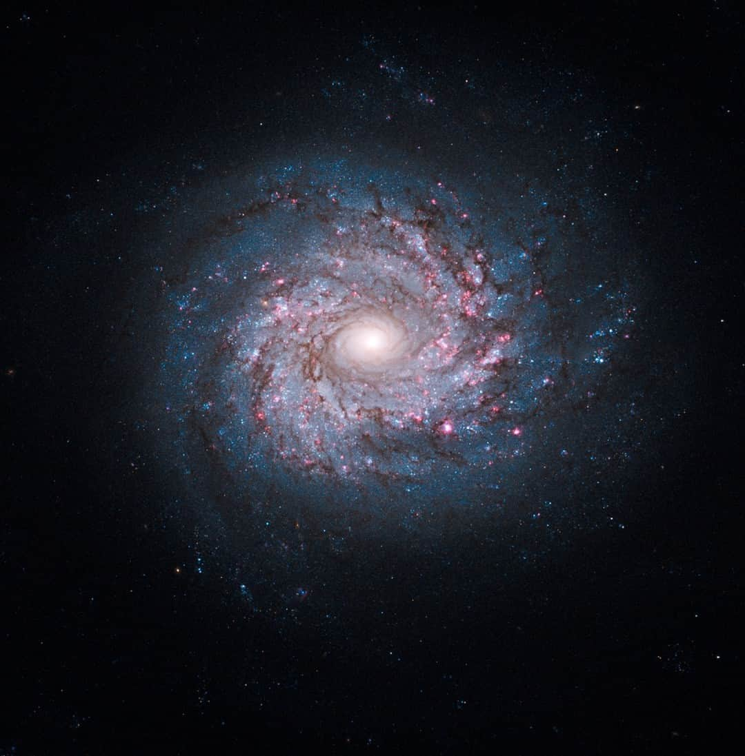 NASAさんのインスタグラム写真 - (NASAInstagram)「Stargazing makes the best birthday plans, in our opinion!   This is the spiral galaxy NGC 3982. On May 1 the Hubble Space Telescope was looking at this very galaxy. May 1, 1959 is NASA Goddard Space Flight Center’s founding day (birthday)! We think this is a pretty stellar birthday picture!   What was @NASAHubble looking at on your birthday?  Visit the link in our bio to find out! Let us know by sharing on your story and tagging @NASAGoddard.   Image description: The galaxy NGC 3982 appears in a spiral formation with a bright white center. The curving arms coming out of the center are speckled with pink star-forming regions, blue newborn star clusters, and dark dust lanes. Many stars are visible in the background around the galaxy.」6月15日 1時32分 - nasagoddard