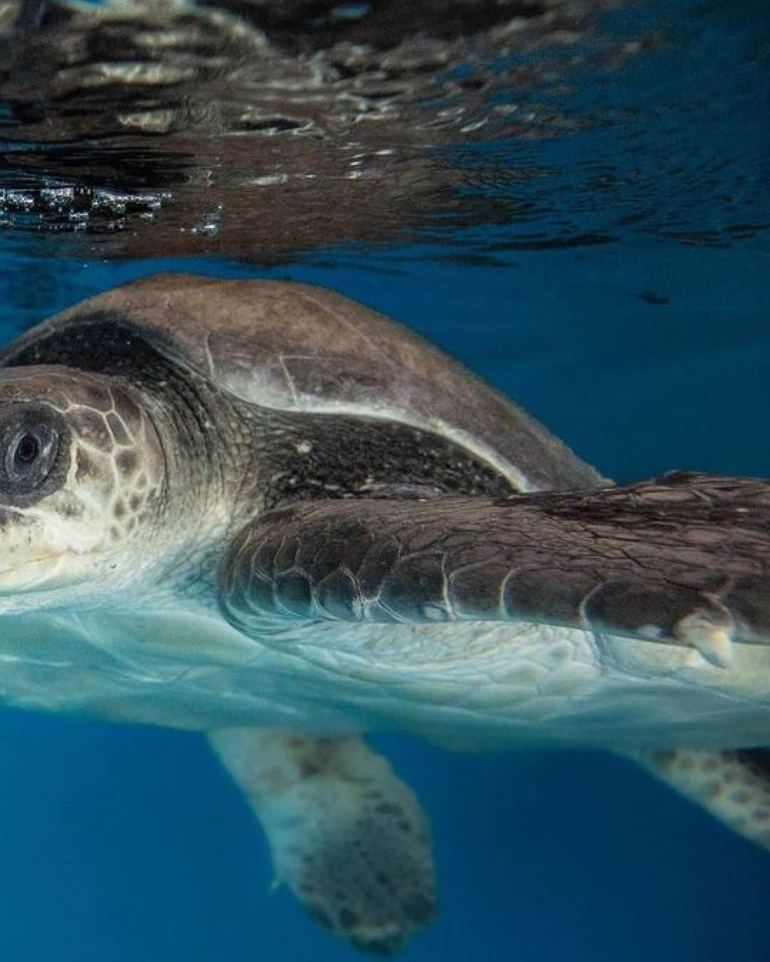 PAUL HEWITTさんのインスタグラム写真 - (PAUL HEWITTInstagram)「We've been cooperating with @reefscapersmaldives since october last year. We donate parts of the profits from our Turtle Collection towards their turtle projects. They rescue and rehabilitate hurt sea turtles.   Here in these photos is Xanchi who was found entangled in a mixture of discarded net, rope, and wood.  The net had cut in around Xanchis' flippers and he has one deep cut on his right front, as well as less severe wounds on his other flippers All wounds show signs of healing indicating that Xanchi had been trapped in the net for some time, probably a period of weeks.  Although these injuries will take time to heal Xanchi is very strong and there is no reason currently which will prevent him from being released once his injuries have healed.  P.S. The first photo is of their artificial coral reefs they also build in order to rebuild natural habitat. Check out all their work via @marinesavers and @reefscapersmaldives」6月15日 2時00分 - paul_hewitt