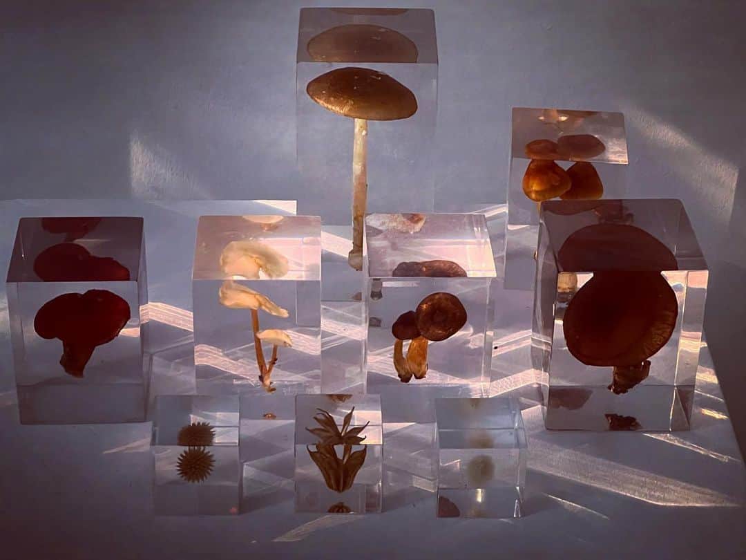 ニック・ナイトさんのインスタグラム写真 - (ニック・ナイトInstagram)「A little collection of fungi at SHOWstudio 🤍」6月15日 2時57分 - nick_knight