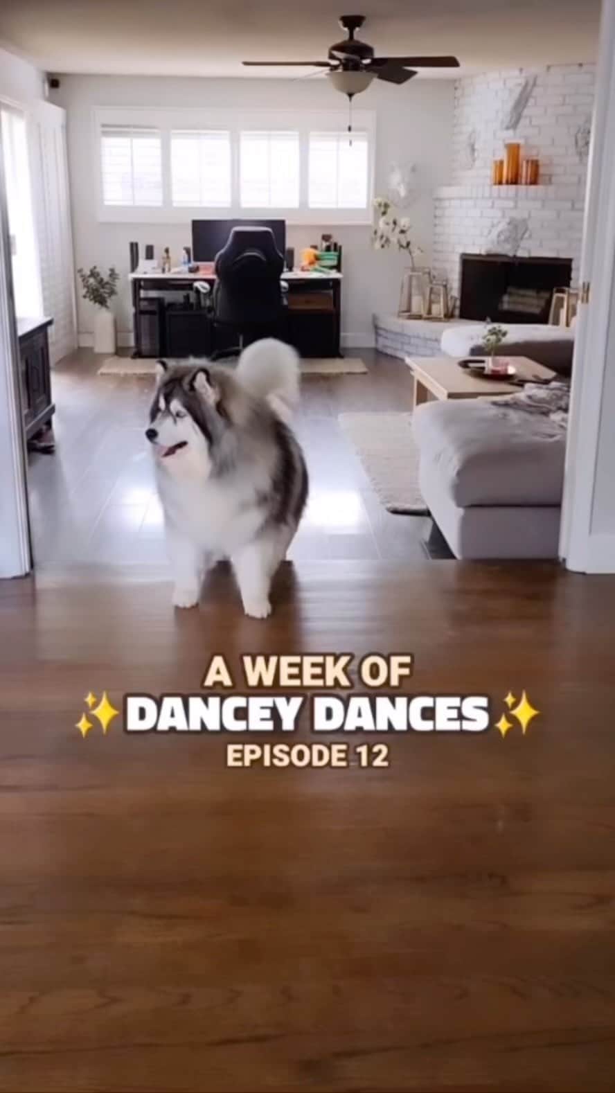 DogsOf Instagramのインスタグラム：「@kiskaandkoda got the tippy tap tap dance moves 🕺🏻 We have a feeling there’s more where this came from 😆  . . . . #danceydance #dancingdog #happydoggo #itstricky #twinkletoes #shakethatbooty #serotoninboost #doseofhappy #doggydance #funnydog #huskygram」