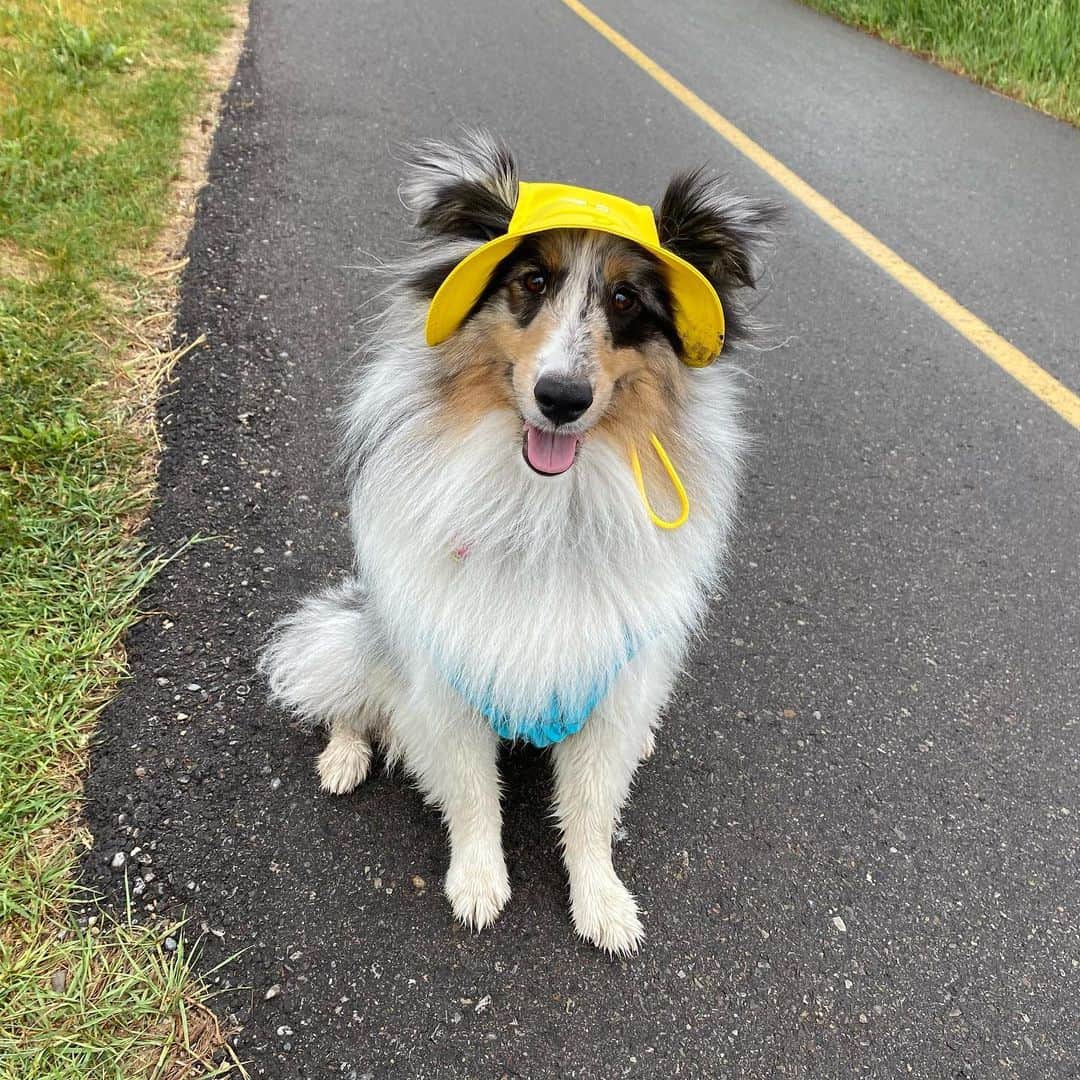 ナターシャ・ピュリッチのインスタグラム：「Pose two.... He knows it's all about tosh and my world revolves around him. #modellife #toto #shetliesofinstagram #yycdogs #yyc」