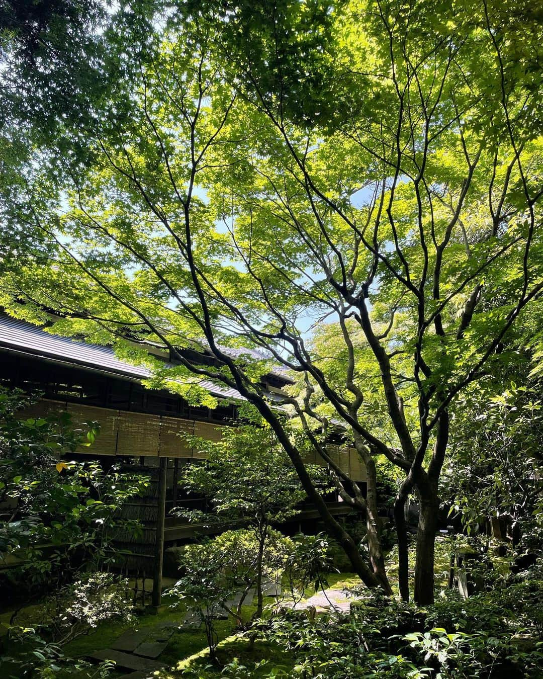 芝彰子さんのインスタグラム写真 - (芝彰子Instagram)「🌿  先日、初めての座禅会🧘に。  東京のど真ん中とは思えない景観と緑の中で🌿✨  深呼吸と邪念を払い 何も考えない時間って大切。  . #祥雲寺 #広尾 #shōunnji #hiroo #meditation」6月15日 13時32分 - akiaki1221