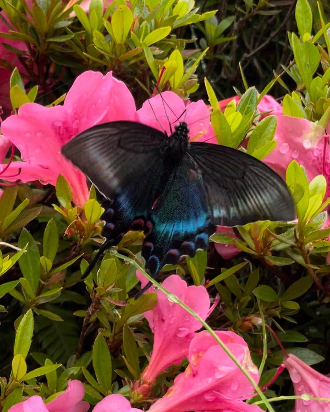 松山三四六さんのインスタグラム写真 - (松山三四六Instagram)「🦋  私が家を出るときに 玄関前を飛んで 蜜を吸っていました🤭  あまりに美しいので 慌てて写メを撮り みなさんにストーリーズで 質問したら、 ２つの答えに分かれました😨  クロアゲハ  または、  カラスアゲハ  さて、 どちらなのでしょう🤔  ただ 運気は良いと言われました🫣  #アゲハ蝶 #運気アップ」6月15日 13時52分 - sanshiroumatsuyama