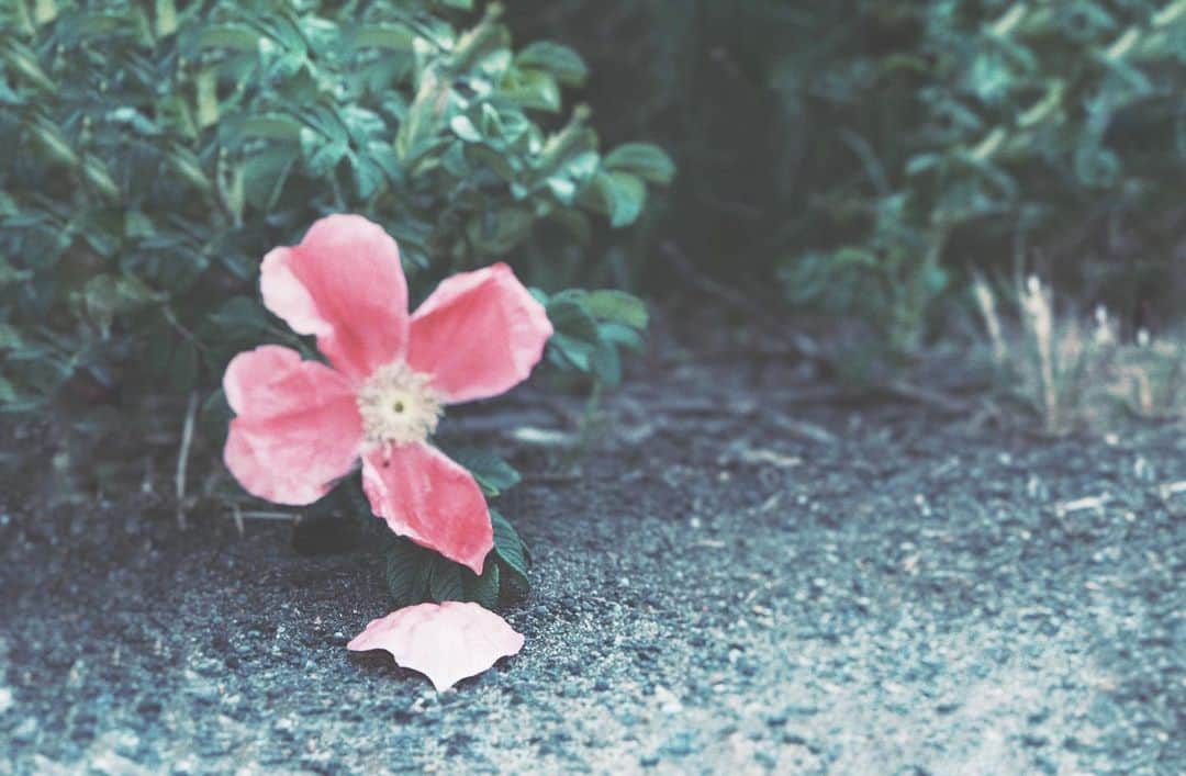 naorinmoonのインスタグラム：「むせ返るようなみどりの匂いと花びらの落ちる音  ⁡ ⁡ ⁡ ⁡ ⁡ ⁡ ⁡ ⁡ ⁡ ⁡ ⁡ ⁡#はまなす  #oldlens_japan ⁡ #fujifilm #fujifilm_xseries #ifyouleave  #hellofrom #hokkaido #instagramjapan #ig_japan_ #still_life_nature #nowheredialy #still_life_mood  #reco_ig #nature_brilliance #minimalmood #oldlens #helios44_2 #flowerphotography  #ig_eternity #thinkverylittle #genic_mag #into_the_screen  #moody_nature #ourmomentum #heart_imprint」