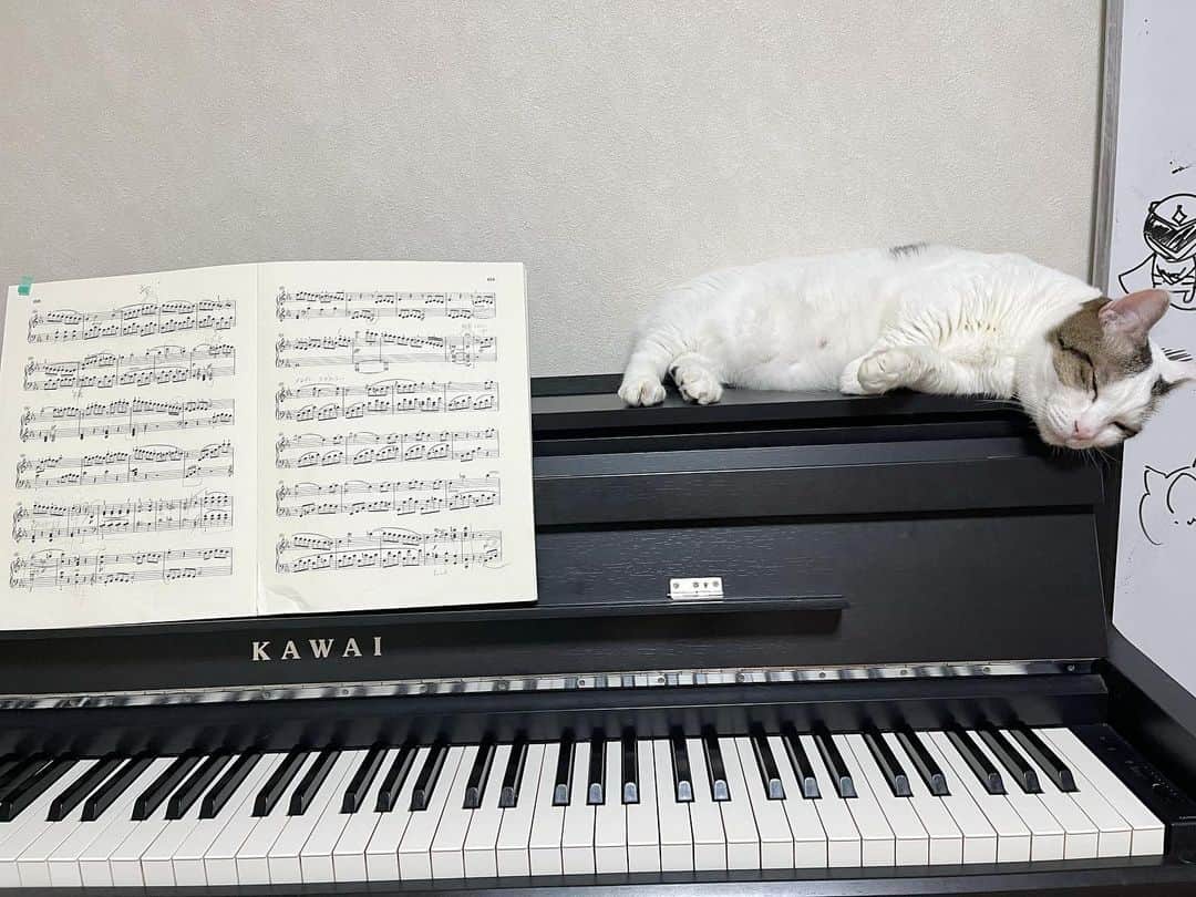 ひのき猫さんのインスタグラム写真 - (ひのき猫Instagram)「これは多分、ぬいぐるみです(*´艸`)♡  ・ ・ ・  #ひのき猫  #豆大福ねこ  #豆大福  #猫との生活  #ぬいぐるみ猫  #かわいい猫  #デブ猫  #にゃんすたぐらむ  #ピアノと猫  #cat  #catstagram  #cutecats」6月15日 8時37分 - hinoki.cute.kitten