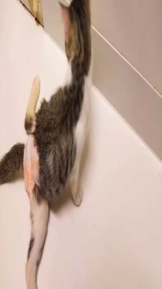のインスタグラム：「シェルターの方からいただいた赤ちゃんの頃のおチョロ動画。この頃から界王拳の片鱗をみせる。⁡ ⁡⁡ ⁡⁡ ⁡#teko家卒猫 #下半身不随猫三太 #下半身不随猫チョロ #サンチョロ #哀れなリスナーにサンチョロの祝福を #下半身不随猫 #下半身不随猫と暮らす #圧迫排尿猫 #圧迫排尿  #cat #rescuecat #ねこ #保護猫 #負傷猫 #熊本市動物愛護センター出身 #teko家の犬猫たち#花の木シェルター」
