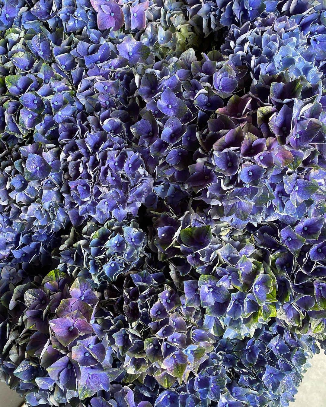 akiii031のインスタグラム：「#紫陽花  美しや」