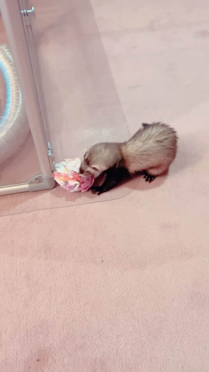 森泉のインスタグラム：「Play time💛 #ferret」