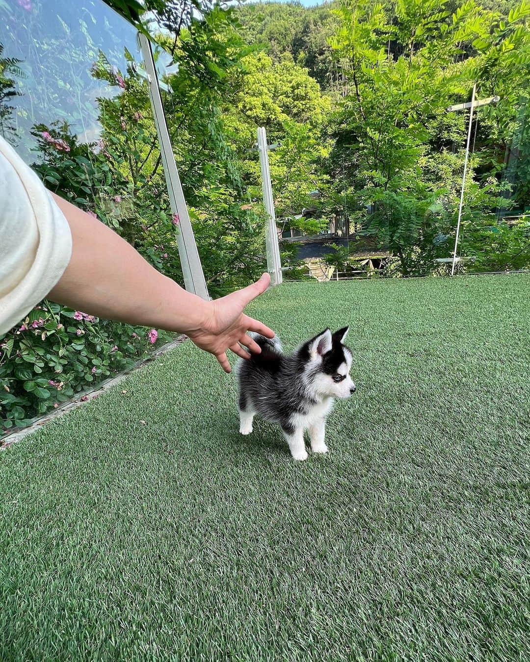 Rolly Pups INCのインスタグラム：「Thunder the Pomsky is here @kpups.official. Catch your breath handsome looking with great posture!🥰🥰」