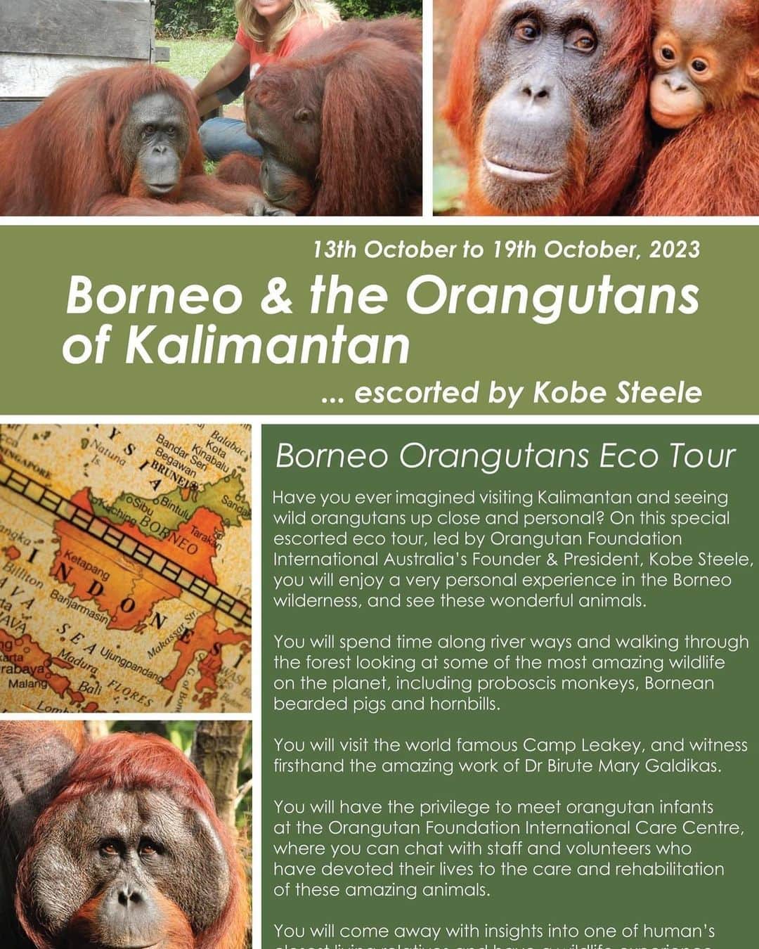 OFI Australiaのインスタグラム：「Have you ever dreamed about traveling to Borneo and spending time with orangutans?  We still have places available on our OFI Australia October, 2023 Borneo Orangutans Eco Tour, escorted by OFIA President Kobe Steele. As part of this extraordinary trip, you will have the privelege of visiting the OFI orphan orangutan Care Centre, normally closed to the general public. This is a life changing experience ... like spending a week in a David Attenborough documentary.  If you would like to come or for more information, please call Kobe on (+61) 0404 036 653 or you can email kobe@ofiaustralia.com.  NB - There are mandatory inoculations and medical tests necessary along with a strict COVID-19 protocol, so that you can visit the Care Centre. This is for the safety of the orangutans.  #orangutanecotour #borneoholiday」