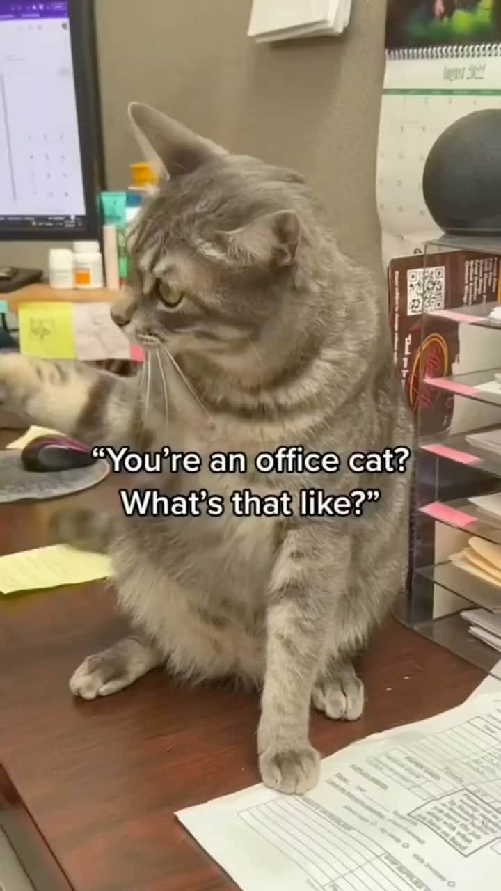 のインスタグラム：「work hard play hard  @kodykodykodachrome  #meowed #cutecat #cat #kodykodykodachrome #officecat #hardworking」