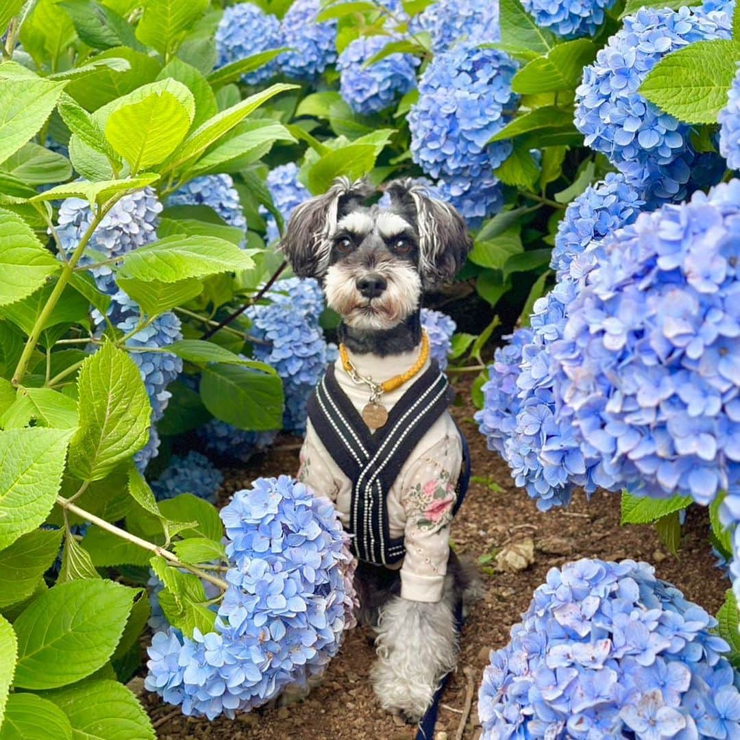 愛知県田原市さんのインスタグラム写真 - (愛知県田原市Instagram)「Hydrangea is in full bloom  ＊ 田原市ではアジサイが見れるスポットがたくさんあるよ。 サンテパルクたはらでも楽しめるよー！  #サンテパルクたはら はわんこもいっしょに出かけれるよ！  ︎︎︎︎☑︎リードを離さない ︎︎︎︎︎︎☑︎トイレ💩は持ち帰る マナーを守って楽しく出かけてね！  初めまして！ぼくは田原犬の秋翔（しゅうと）といいます。❗️田原市初❗️わんこ広報サポーターとしてたはら暮らしを紹介します。よろしくお願いします🐶  Hi! I am Shuto! I live in Tahara city. I am a public relations supporter of Tahara City！  #たはら暮らし#渥美半島#田原市#田原#伊良湖岬#伊良湖#サーフィン#波#海のある暮らし#tahara#irago#summer#surfing#田舎暮らし#日々の暮らし#休日の過ごし方 #igers #igersjp #scenic_jp #instagramjaran#たはら暮らしわんこ#広報サポーター#田原犬#わんことおでかけ」6月15日 11時11分 - tahara_kurashi