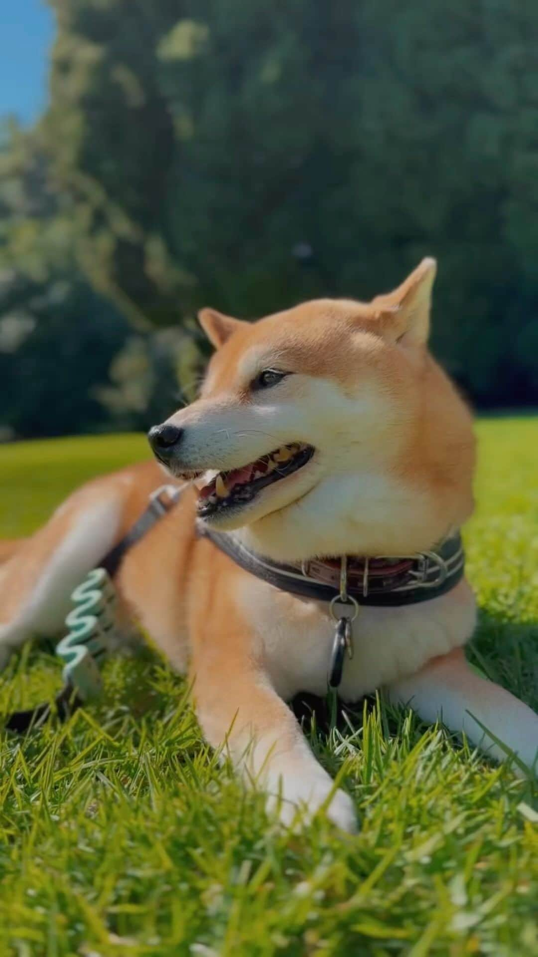 Shibainu Pontaのインスタグラム