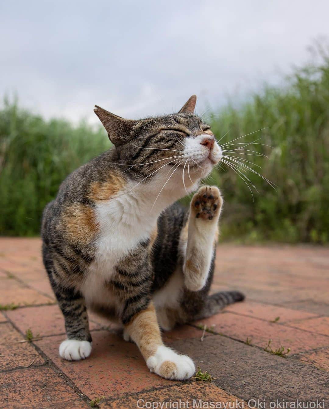 Masayukiのインスタグラム：「ご満悦。  #cat #ねこ #猫 #東京カメラ部 #nekoclub  #mmgtw #my_eos_photo  #yourshotphotographer」