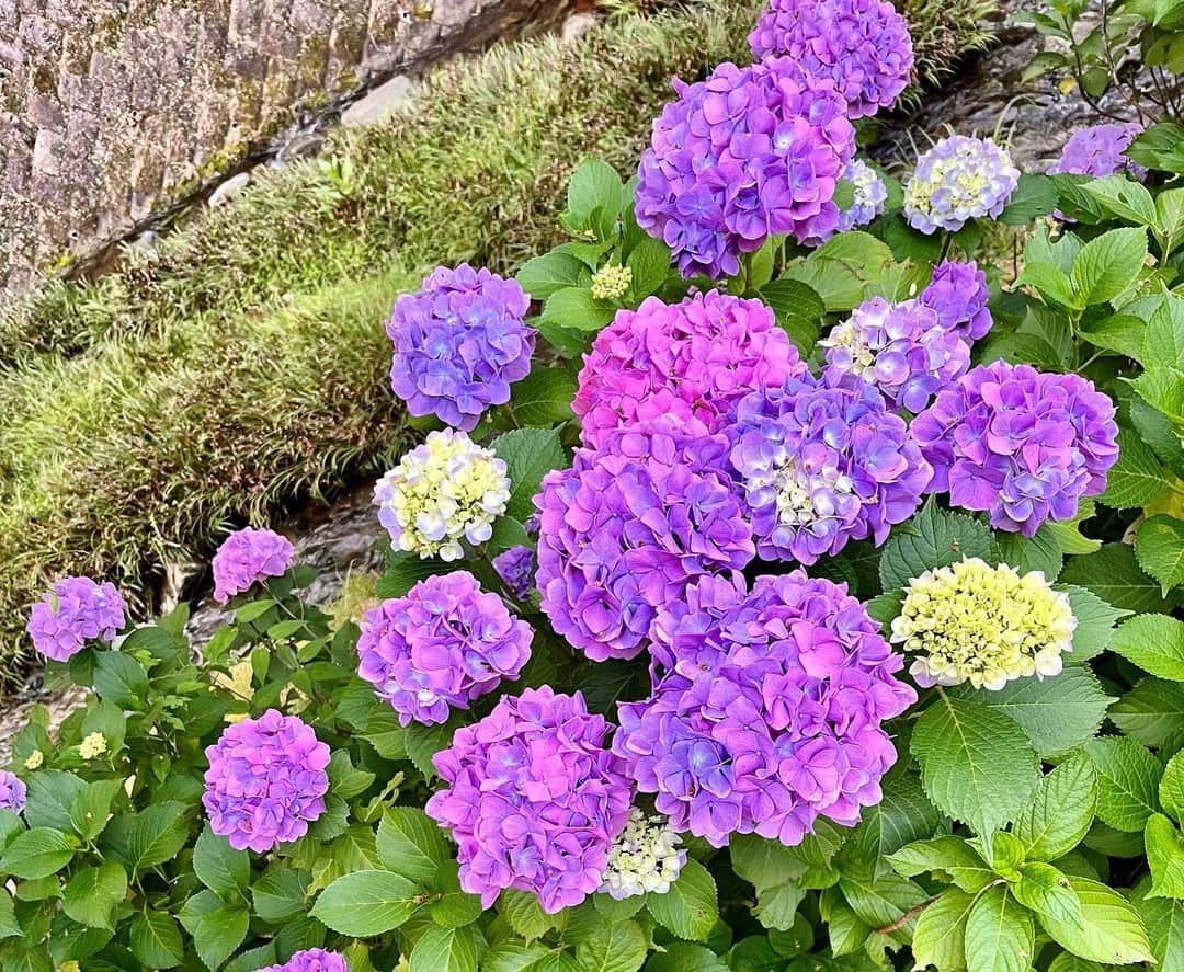 のインスタグラム：「♡♡♡ 紫陽花見れた 大好き✨」