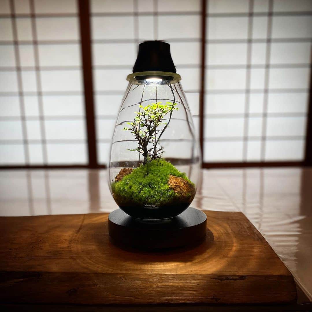 のインスタグラム：「Mosslight   梅雨のおかげ横丁 企画展「苔を楽しむ」  日　時／令和5年6月17日（土）～6月25日（日） 10：00～17：00 場　所／伊勢路名産味の館2階「大黒ホール」 協　力／岡山コケの会関西支部、岡山コケの会伊勢支部  #mosslight #モスライト#伊勢神宮#おかげ横丁#テラリウム」