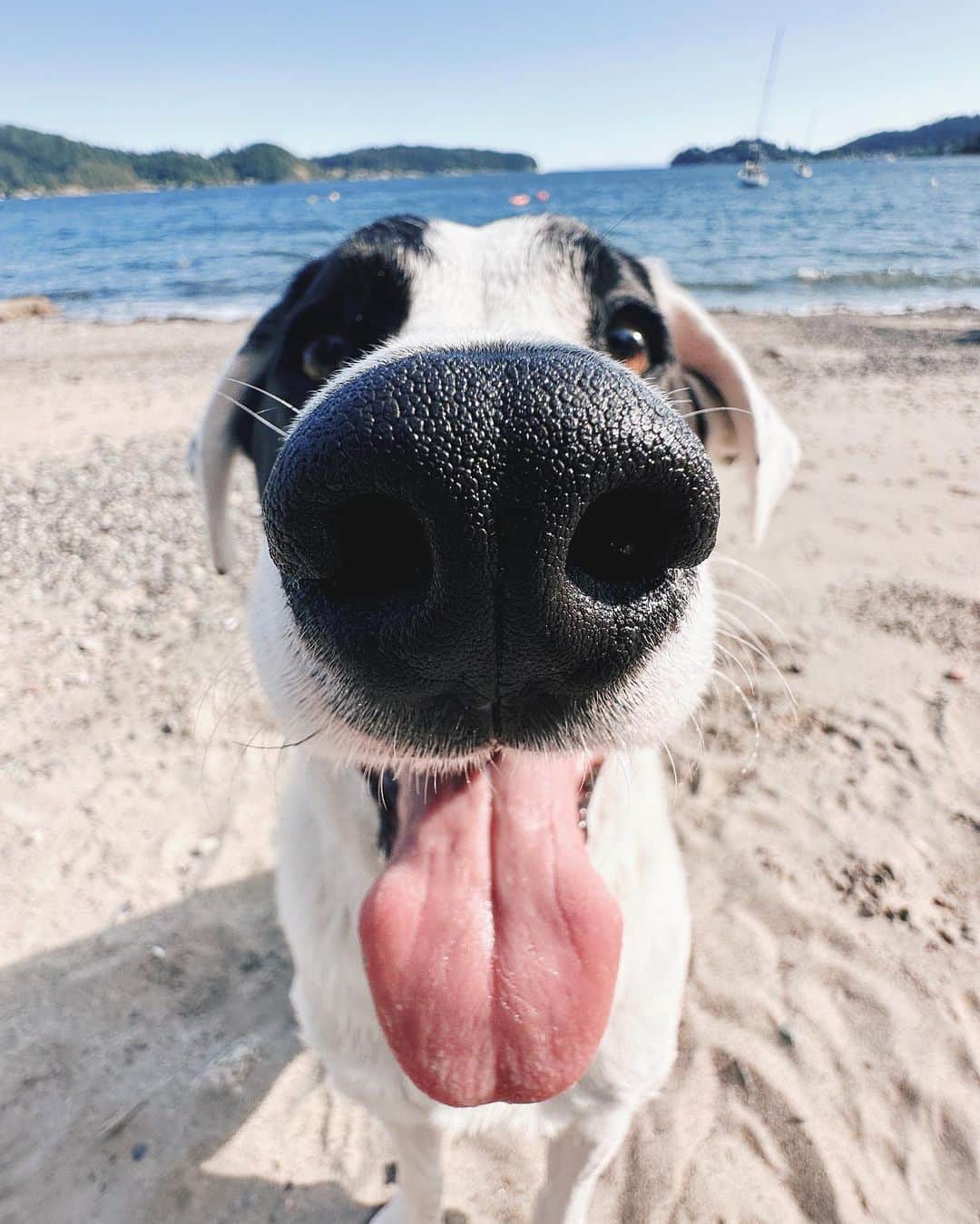 Andrew Knappのインスタグラム：「I cannot get enough of Boo’s face. And I cannot get enough of ultra wide photos of him.   Sharing on the feed so this lives on for eternity. Please share your ultra wide photos of your dog with me. Thx.」