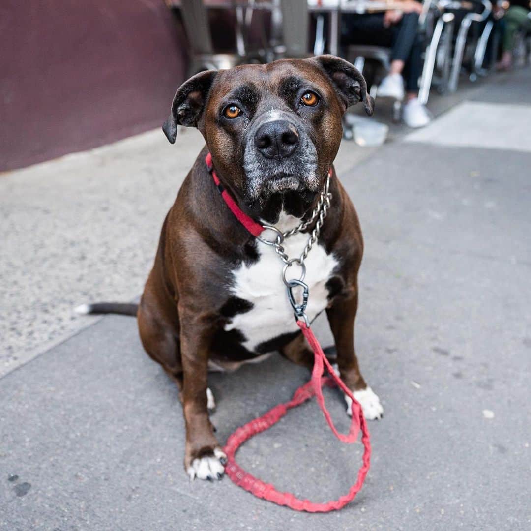 The Dogistさんのインスタグラム写真 - (The DogistInstagram)「Talia, Boxer/Labrador Retriever/Pit Bull mix (5 y/o), Greenwich & Beach St., New York, NY • “She’ll walk on her head – she wants you to spank her booty. We call her ‘Big Butt’.”」6月16日 0時01分 - thedogist