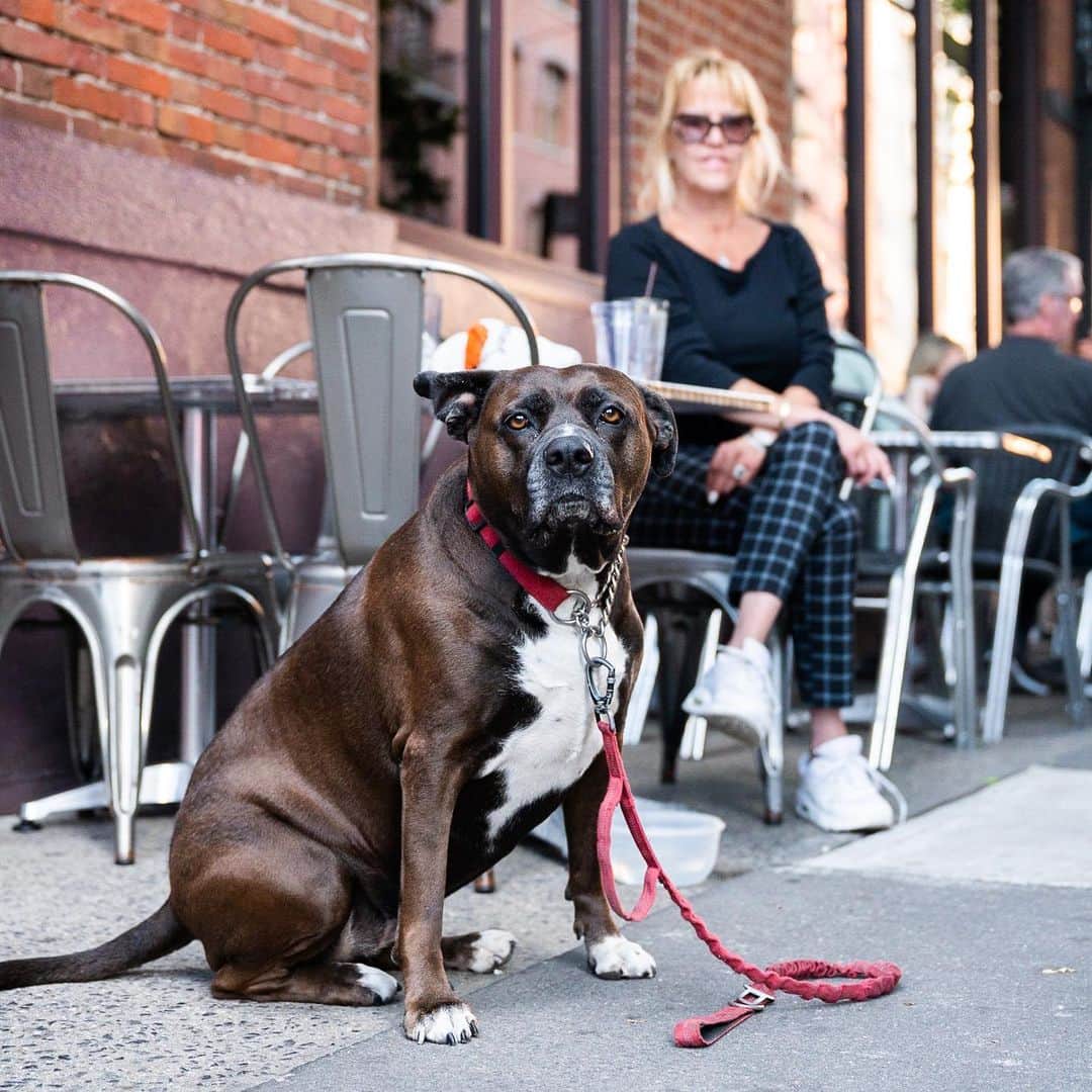 The Dogistさんのインスタグラム写真 - (The DogistInstagram)「Talia, Boxer/Labrador Retriever/Pit Bull mix (5 y/o), Greenwich & Beach St., New York, NY • “She’ll walk on her head – she wants you to spank her booty. We call her ‘Big Butt’.”」6月16日 0時01分 - thedogist