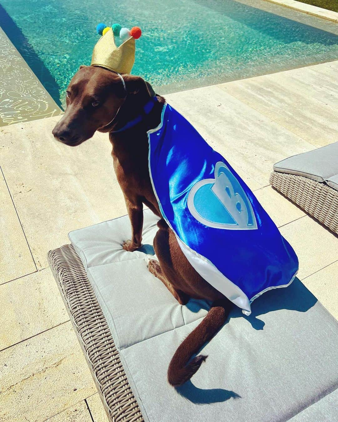 レイチェル・レイさんのインスタグラム写真 - (レイチェル・レイInstagram)「Queen Bella of Sarteano Tuscany 🙌 After a swim on her #GotchaDay  She is with us three years today  And long may she Reign❤️  In honor of her day, give the gift of adopting from @animalleague or donate time or dollars to a local rescue…or buy @nutrish 😘 which supports animals + the organizations across the US caring for and protecting them.  We celebrated our queen with - as is tradition! - lamb cake w carrots and parsley and mint + frosting of potatoes and yogurt. (She had 2 slices and a little bit of very mild Mac n cheese as all kids love ❤️)   Her wish was her own but our wish for her - as with all three of our girls - Long happy life 🎂」6月15日 22時41分 - rachaelray