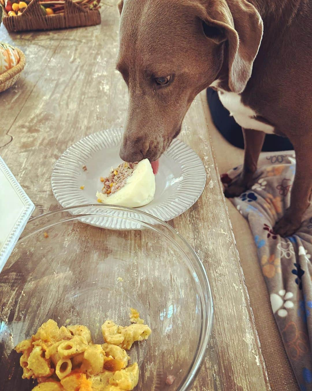 レイチェル・レイさんのインスタグラム写真 - (レイチェル・レイInstagram)「Queen Bella of Sarteano Tuscany 🙌 After a swim on her #GotchaDay  She is with us three years today  And long may she Reign❤️  In honor of her day, give the gift of adopting from @animalleague or donate time or dollars to a local rescue…or buy @nutrish 😘 which supports animals + the organizations across the US caring for and protecting them.  We celebrated our queen with - as is tradition! - lamb cake w carrots and parsley and mint + frosting of potatoes and yogurt. (She had 2 slices and a little bit of very mild Mac n cheese as all kids love ❤️)   Her wish was her own but our wish for her - as with all three of our girls - Long happy life 🎂」6月15日 22時41分 - rachaelray