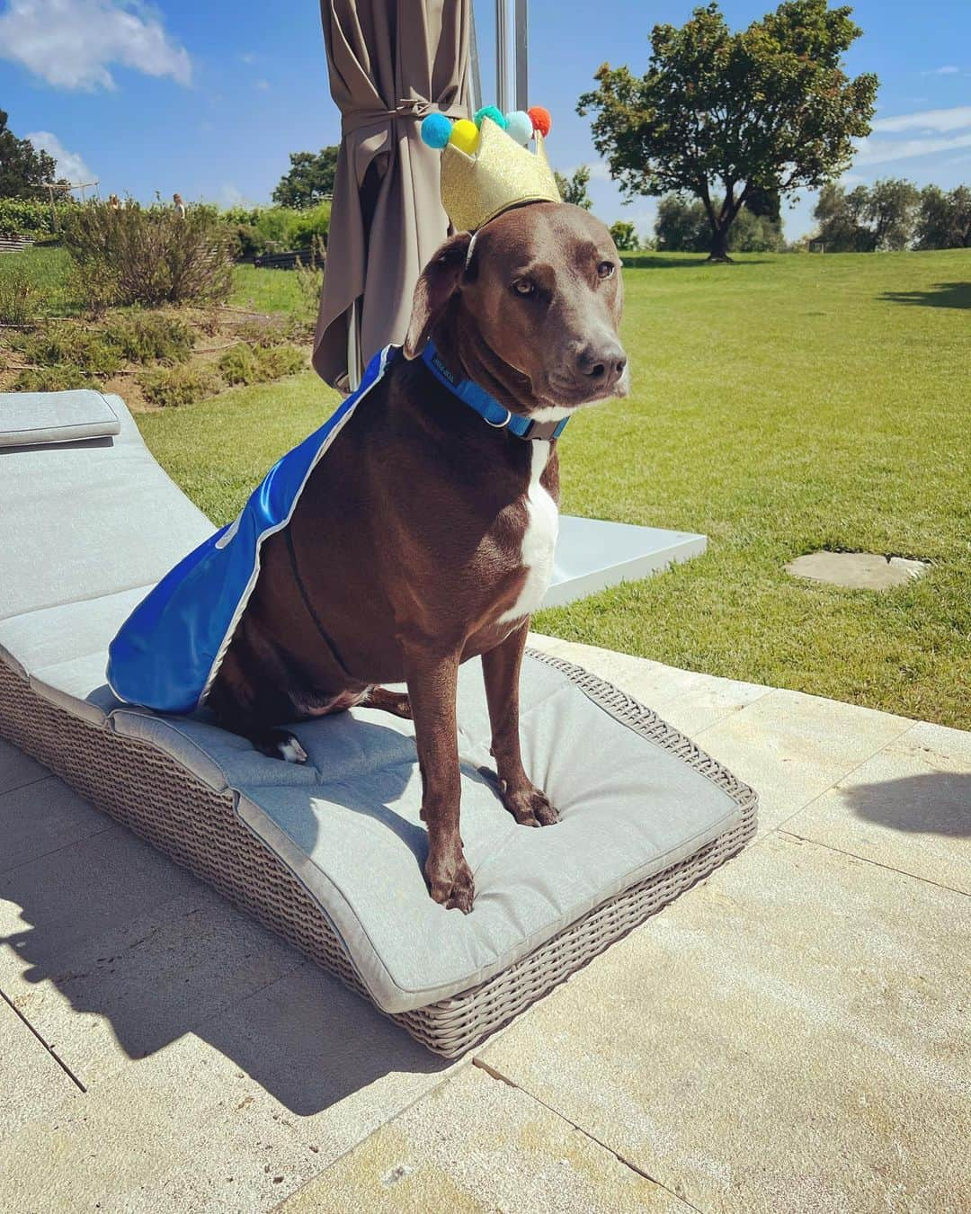 レイチェル・レイのインスタグラム：「Queen Bella of Sarteano Tuscany 🙌 After a swim on her #GotchaDay  She is with us three years today  And long may she Reign❤️  In honor of her day, give the gift of adopting from @animalleague or donate time or dollars to a local rescue…or buy @nutrish 😘 which supports animals + the organizations across the US caring for and protecting them.  We celebrated our queen with - as is tradition! - lamb cake w carrots and parsley and mint + frosting of potatoes and yogurt. (She had 2 slices and a little bit of very mild Mac n cheese as all kids love ❤️)   Her wish was her own but our wish for her - as with all three of our girls - Long happy life 🎂」