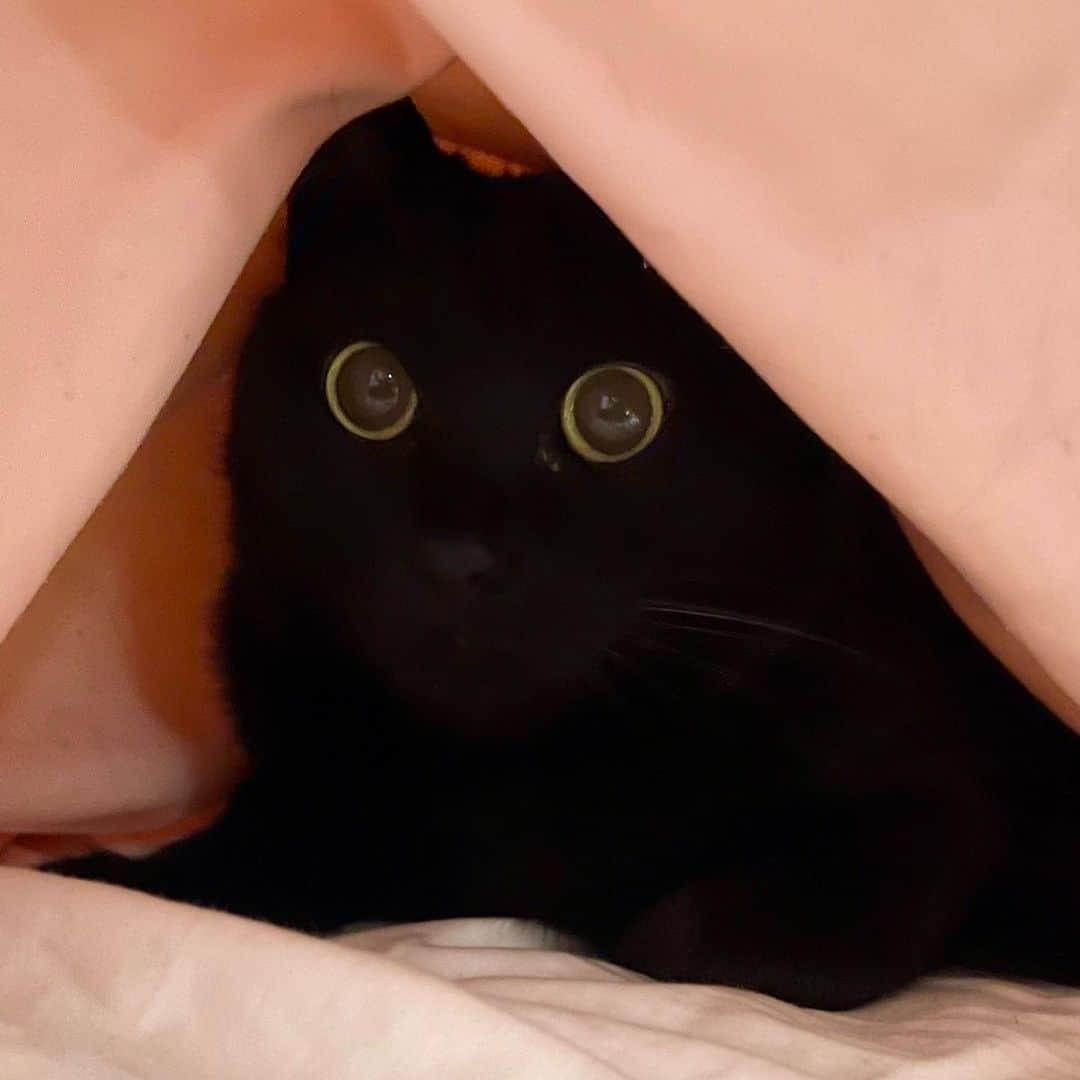 田中要次のインスタグラム：「見つかりましたー #猫Kumako #Bo_nyans #猫のいる暮らし」