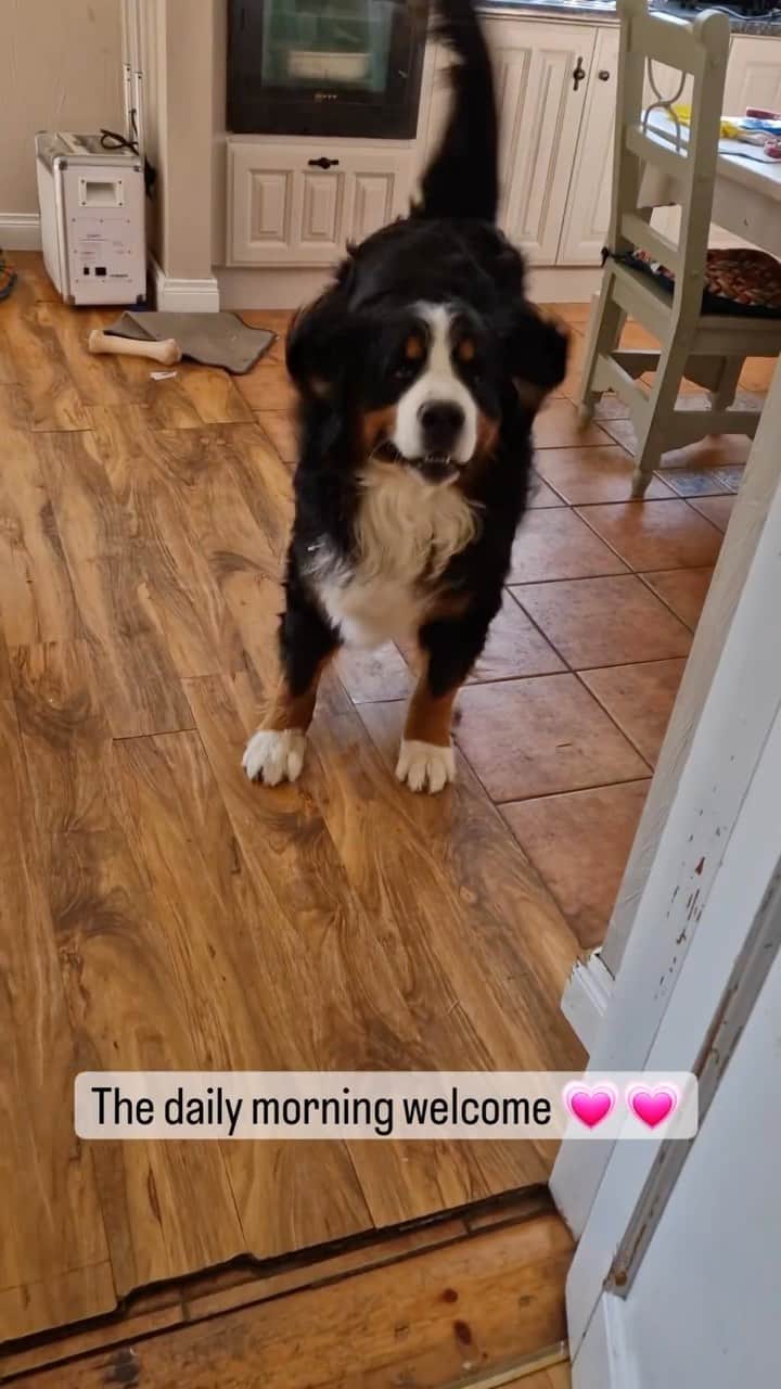 DogsOf Instagramのインスタグラム：「A typical Irish welcome from @meathbernese 🤗 Who else loves a very happy morning hello!  . . . #happydoggo #bernesedaily #dogsofinstagram #greatpetliving #goodmorningdog」