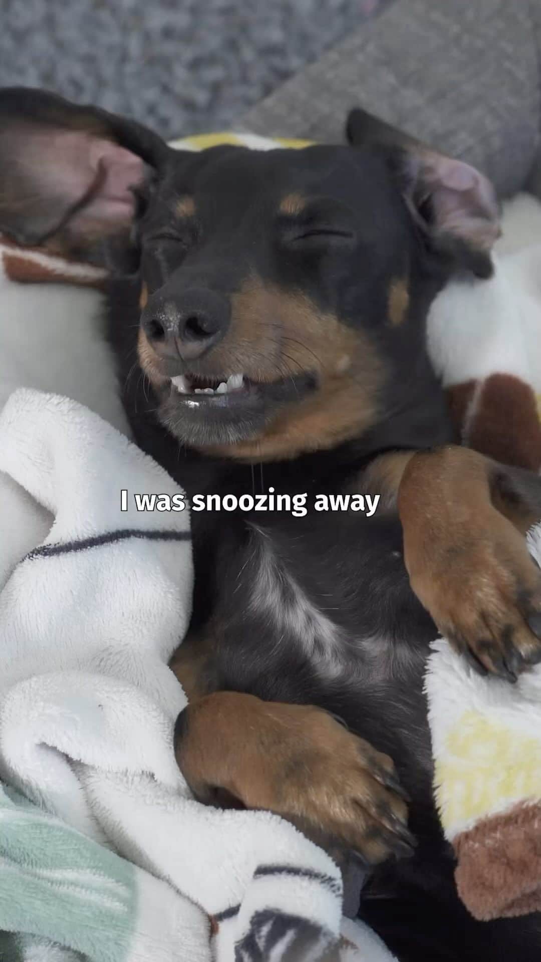 Crusoe the Celebrity Dachshundのインスタグラム：「“The arrival of Oakley’s new sister has me reminded of when Daphne arrived.. Here’s how it happened..!“   ~ Crusoe  #dachshunds #dachshundpuppy #dogsofinsta」