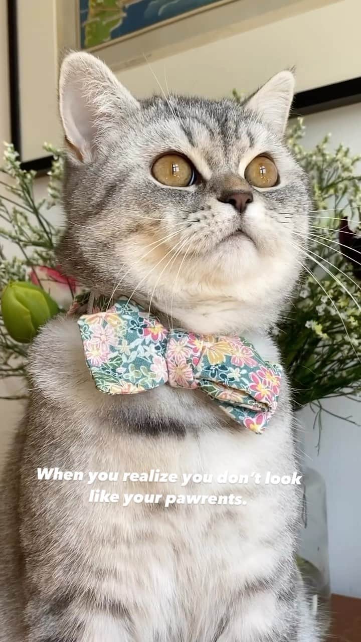 catinberlinのインスタグラム
