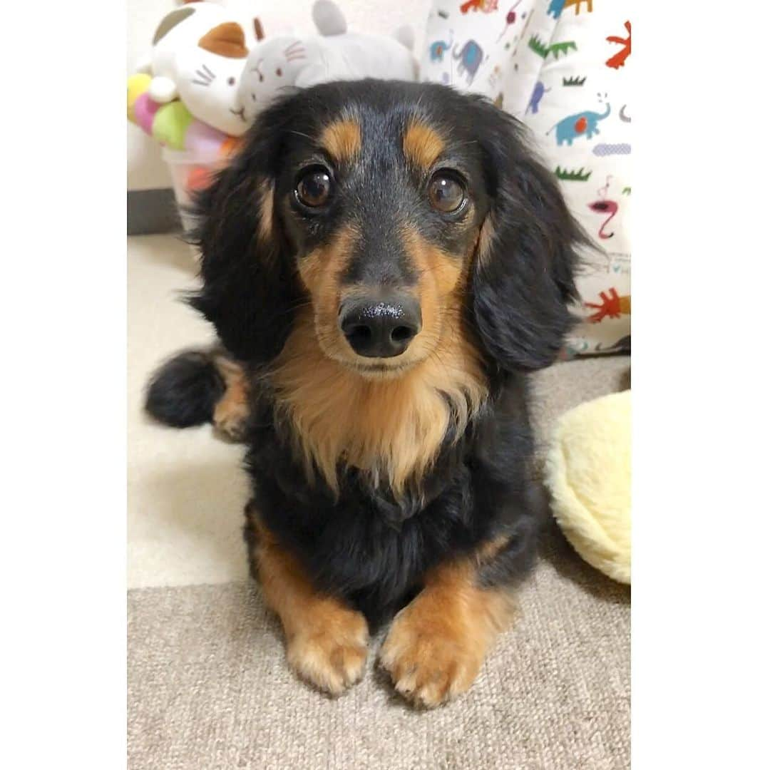 Sora Momoさんのインスタグラム写真 - (Sora MomoInstagram)「おてて揃えた可愛いちゃん🐶🐾 ☺︎ おてて揃えてるだけで可愛いんだよね〜☺️💕 本人は不思議そうなご様子ですけど ☺︎ #おてて揃えた#可愛いちゃん#キョトン顔#何言ってるのかなー #結局何しても可愛い#毎日親バカ#iPhone撮影 #ダックス#ミニチュアダックス #dachshund #miniaturedachshund」6月15日 23時21分 - teratera_sorapu_