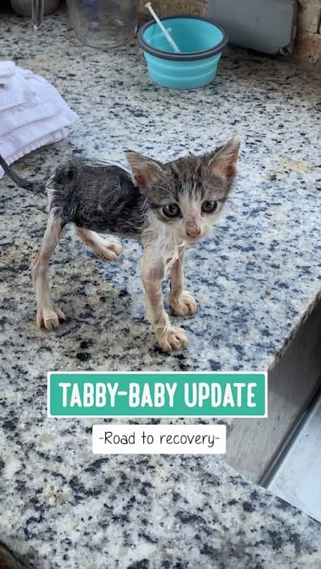 Jazzy Cooper Fostersのインスタグラム：「Tabby-Baby Update — Road to recovery  For those in other languages: Tabby-Baby update.  He is one of the three we rescued two weeks ago. They have/had so many medical conditions; Coccidia, Clostridium, Giardia, Scabies and/or Ringworm, Fleas, Roundworm, Tapeworm, Eye infections, URI. They are/were being treated daily with medications, medicated shampoo and sulfur, and lots of TLC. I was quite worried about him last week. His siblings are double the size, active and becoming more social. This little guy was skin and bones, shut down and inactive. I started syringe feeding him, even though he was 7 weeks old, because he just wasn’t getting enough calories. I tried different types of food (Thank you for sending me kitten foods!) The hardest part was getting the syringe in his mouth. I let him lick the tip, when he licks his mouth, I quickly place the syringe in his mouth, and squirt just a bit of the slurry on his tongue, Once he tastes it, he would go for it. After several sessions, he got the routine down, and ate like a champ. He gained 5 oz (140grams) in one week! He has a fully belly now. He’s still very reserved, but he is more active and comes out of the box when I visit. He still doesn’t enjoy me touching him, but with time and patience, I’m confident that he will learn to find it comforting one day.  If you’d like to help with the cost of care, please donate here: https://bcrrt.com/ Please put a note “For Border Kitty” We are part of Border Collie Rescue & Rehab」