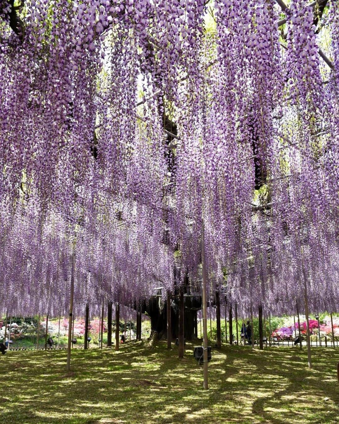 柚木えりなさんのインスタグラム写真 - (柚木えりなInstagram)「6月15日は #栃木県民の日 👑  栃木県は今日で１５０歳を迎えました👏  魅力度ランキングが低くても、栃木にはたくさんの魅力があるのです✨ ぜひぜひ遊びに来てくださーい☺️🍓  📷... #栃木ゴールデンブレーブス #始球式 ⚾️ #奥日光 #華厳滝 #中禅寺湖 🍁 #日光東照宮 #見ざる言わざる聞かざる ⛩️ #東武ワールドスクエア 🌏 #那須どうぶつ王国 🐒 #那須高原 #南ヶ丘牧場 🐮  #鬼怒川温泉 ♨️ #宇都宮餃子 🥟 #いちご王国栃木 🍓 #あしかがフラワーパーク 🌸」6月15日 23時48分 - erina_yuzuki