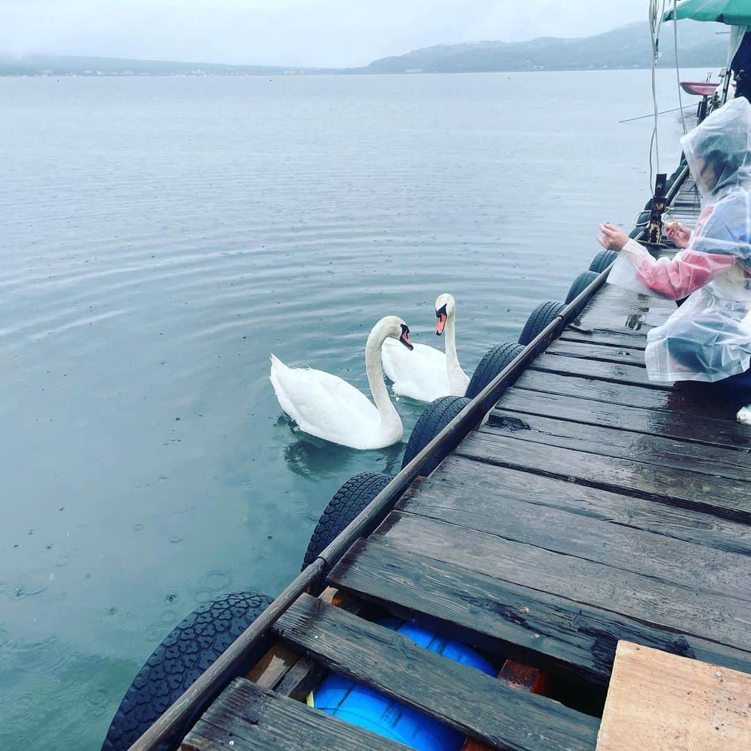 一三さんのインスタグラム写真 - (一三Instagram)「15時の可愛子ちゃん。  #白鳥 #山中湖」6月15日 15時19分 - ichizou.co.jp