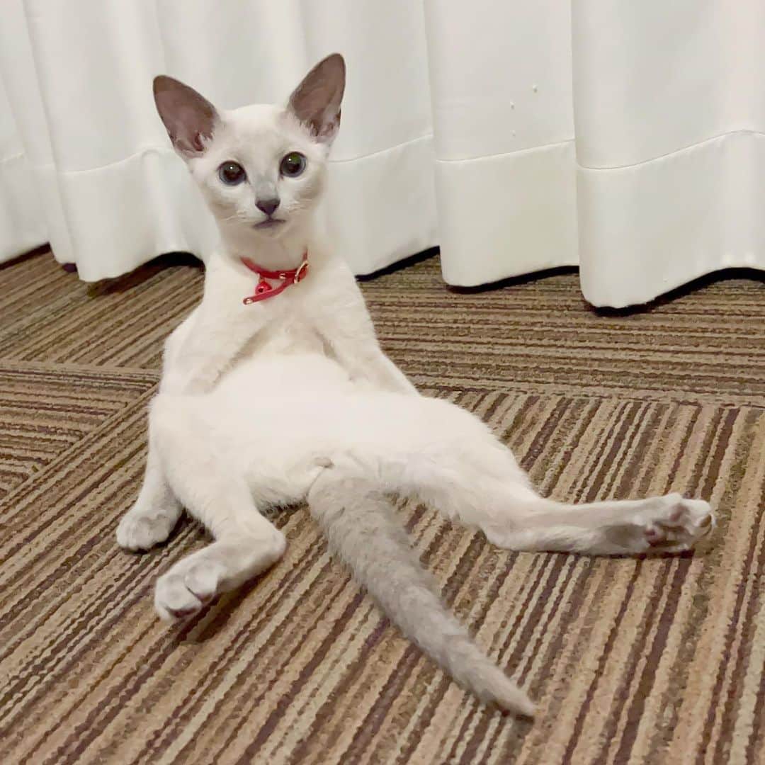 来栖あつこのインスタグラム