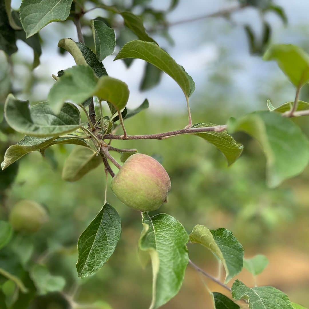 ドンクさんのインスタグラム写真 - (ドンクInstagram)「～青森りんごレポート🍎～ 「青森りんごフェア2024」  毎年1月の恒例企画「青森りんごフェア」。 青森では4月から今期のりんご作りが始まっています。 今は摘果（実すぐり）作業の時期。 先日ドンクスタッフが青森県平川市のりんご畑を 訪れました。  摘果（実すぐり）とは、大きくておいしいりんごを 育てるため、3～5株に1つだけ果実をならせ、 あとは取ってしまう作業です。  太陽が当たりやすい位置の実かつ中心果である実、 大きな実、昨年の収穫具合や春の花の状態などから どの実を残すか見極めているそうですが 30年以上のベテランの方でも見極めが難しいそうです。  現在のりんごの実は黄緑色で大きさは梅の実くらい。 収穫時のりんごの実の形は品種が違っても さほど変わらないイメージですが、 今の時期は実の形が異なり、品種によっては 色づいているものもありました。 （写真5枚目：ふじ、6枚目：王林）  これから袋かけや玉まわしなどの作業を経て 大きく赤い実になり、収穫は8月から始まるそうです。  前日に訪れた青森県りんご対策協議会様では 青森りんごフェアで使用するふじ、王林、紅玉、 それぞれの品種の特徴など、青森りんごフェアの パン開発のためのお話を伺いました。  青森県りんご対策協議会様、JA津軽みらい様、 りんご農家の外川様、 お忙しい中、貴重な機会をいただき ありがとうございました。  昨年11月に訪れた選果場にも立ち寄りましたが、 昨年のりんごの出荷がおわり、倉庫は空っぽ。 次回収穫の時期に訪れる際には きっとまたいっぱいになっていることでしょう。 （最後は昨年11月の写真です。）  --------------------------------------------- 青森りんごフェア 2024年1月開催予定 --------------------------------------------- #青森りんごフェア #青森りんご #青森県りんご対策協議会 #JA津軽みらい #青森県 #青森県平川市 #平川市 #ドンク #donq」6月15日 15時50分 - donq_depuis1905