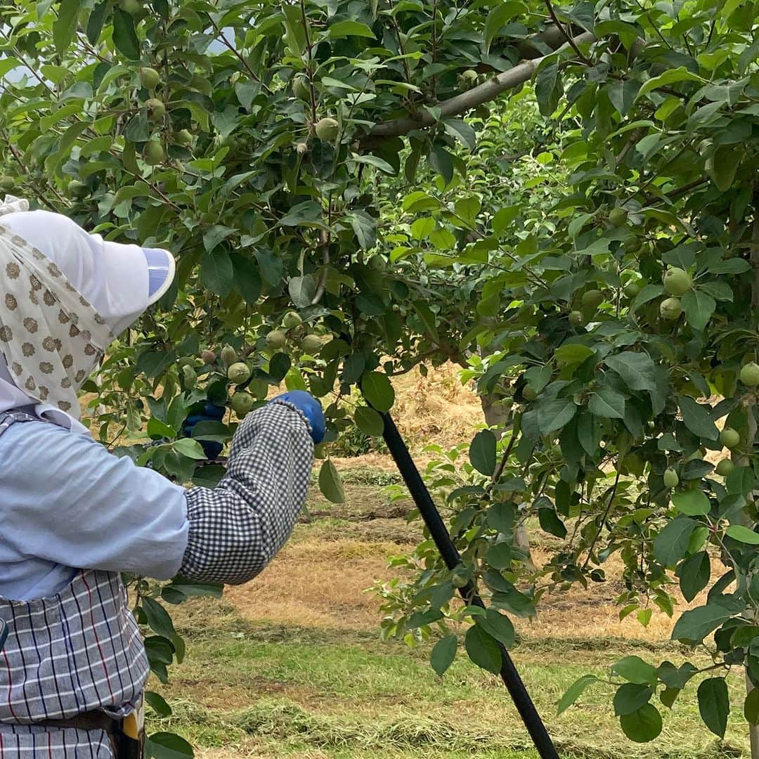 ドンクさんのインスタグラム写真 - (ドンクInstagram)「～青森りんごレポート🍎～ 「青森りんごフェア2024」  毎年1月の恒例企画「青森りんごフェア」。 青森では4月から今期のりんご作りが始まっています。 今は摘果（実すぐり）作業の時期。 先日ドンクスタッフが青森県平川市のりんご畑を 訪れました。  摘果（実すぐり）とは、大きくておいしいりんごを 育てるため、3～5株に1つだけ果実をならせ、 あとは取ってしまう作業です。  太陽が当たりやすい位置の実かつ中心果である実、 大きな実、昨年の収穫具合や春の花の状態などから どの実を残すか見極めているそうですが 30年以上のベテランの方でも見極めが難しいそうです。  現在のりんごの実は黄緑色で大きさは梅の実くらい。 収穫時のりんごの実の形は品種が違っても さほど変わらないイメージですが、 今の時期は実の形が異なり、品種によっては 色づいているものもありました。 （写真5枚目：ふじ、6枚目：王林）  これから袋かけや玉まわしなどの作業を経て 大きく赤い実になり、収穫は8月から始まるそうです。  前日に訪れた青森県りんご対策協議会様では 青森りんごフェアで使用するふじ、王林、紅玉、 それぞれの品種の特徴など、青森りんごフェアの パン開発のためのお話を伺いました。  青森県りんご対策協議会様、JA津軽みらい様、 りんご農家の外川様、 お忙しい中、貴重な機会をいただき ありがとうございました。  昨年11月に訪れた選果場にも立ち寄りましたが、 昨年のりんごの出荷がおわり、倉庫は空っぽ。 次回収穫の時期に訪れる際には きっとまたいっぱいになっていることでしょう。 （最後は昨年11月の写真です。）  --------------------------------------------- 青森りんごフェア 2024年1月開催予定 --------------------------------------------- #青森りんごフェア #青森りんご #青森県りんご対策協議会 #JA津軽みらい #青森県 #青森県平川市 #平川市 #ドンク #donq」6月15日 15時50分 - donq_depuis1905