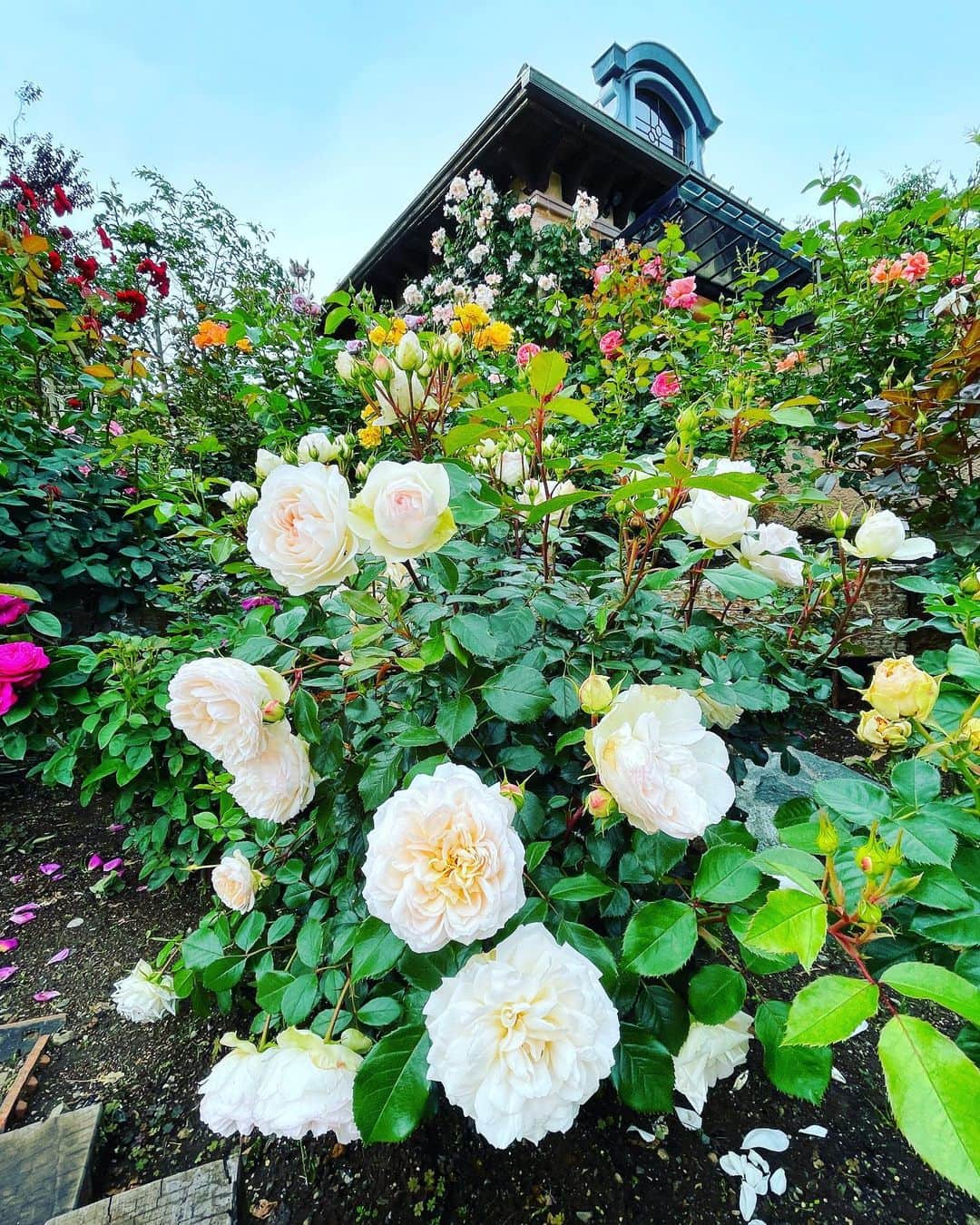 ひぐちしょうこさんのインスタグラム写真 - (ひぐちしょうこInstagram)「白い薔薇もとっても可愛い😍 薔薇とラズベリーのジェラート、薔薇の香りがして甘酸っぱくてとっても美味しかった。 また食べたいなー☺️🌹  #japan #japan_art_photography  #japantravel #travel #museum #rose #music  #音楽と森の美術館　#美術館　#河口湖」6月15日 16時15分 - higuchishoko