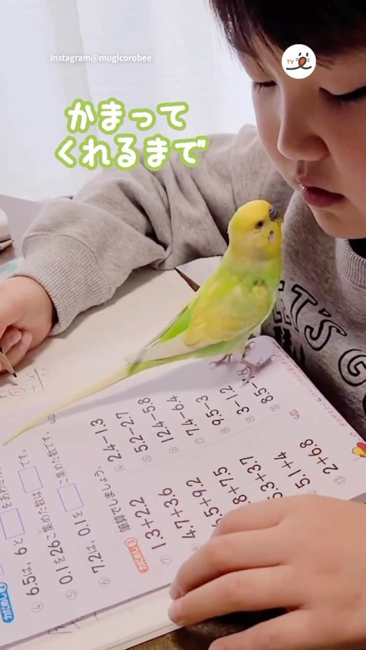 PECO いぬ部のインスタグラム