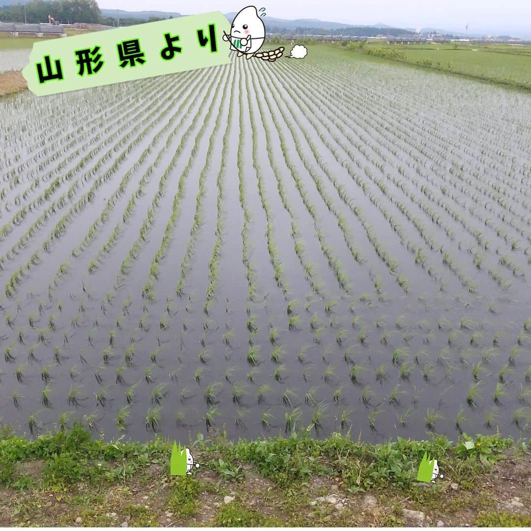 ミツハシくん-Mitsuhashi Rice-のインスタグラム：「今日は山形県の田んぼをご紹介🌾  今回は田植えが終わって、 分げつ期に入った頃の様子を紹介🕊️  「分げつ」とは…？ イネ科作物の枝分かれのことを「分げつ」と言うんだ🌱 平均で１つの苗から7～8本の分げつが出るんだ🧐  分げつが少ないと獲れる量が少なくなってしまうんだ…😢  だから、皆もしっかり「分げつ」できるように願ってくれると嬉しいな😘  元気に育ちますように🙏 .  #ミツハシライス  #企業キャラクター  #ミツハシくん   #お米 #米 #rice #ご飯 #ごはん  #農家 #農業   #米作り  #田んぼ #山形県  #田植え #分げつ期」